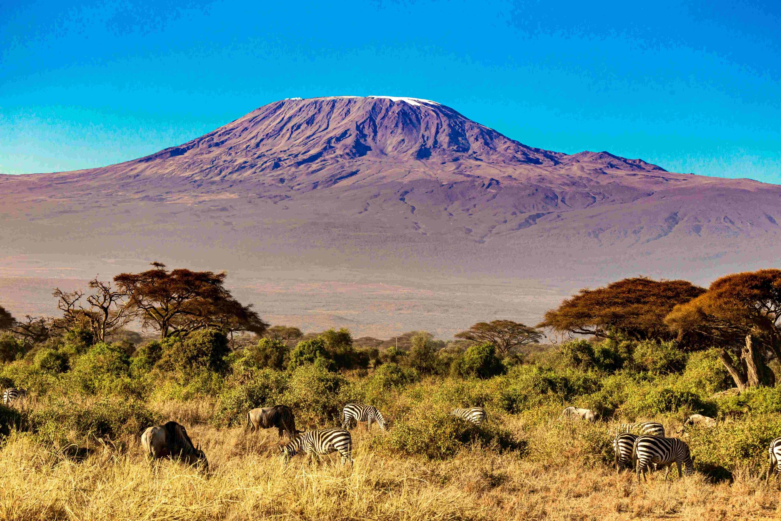 Amboseli 2