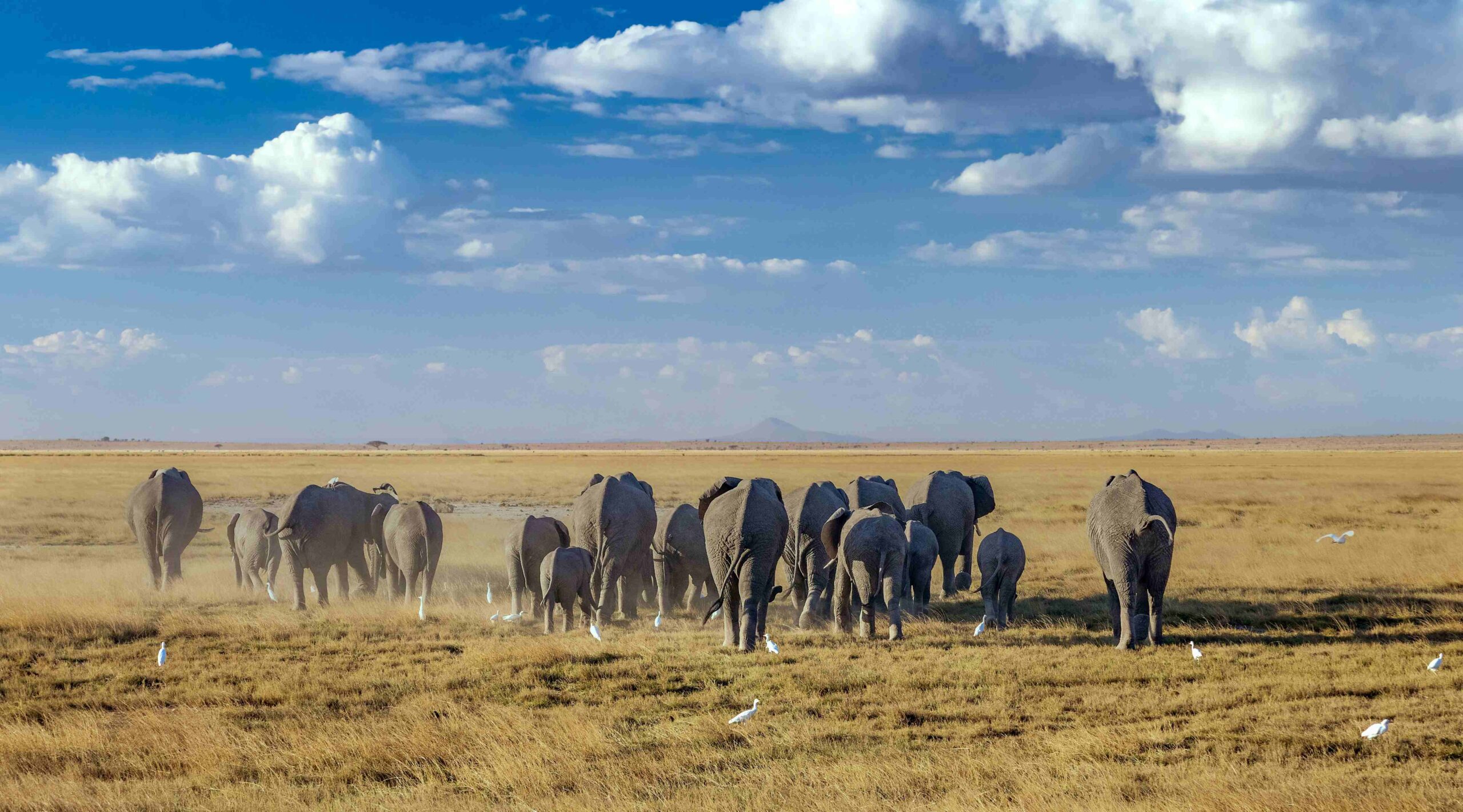 Amboseli 4