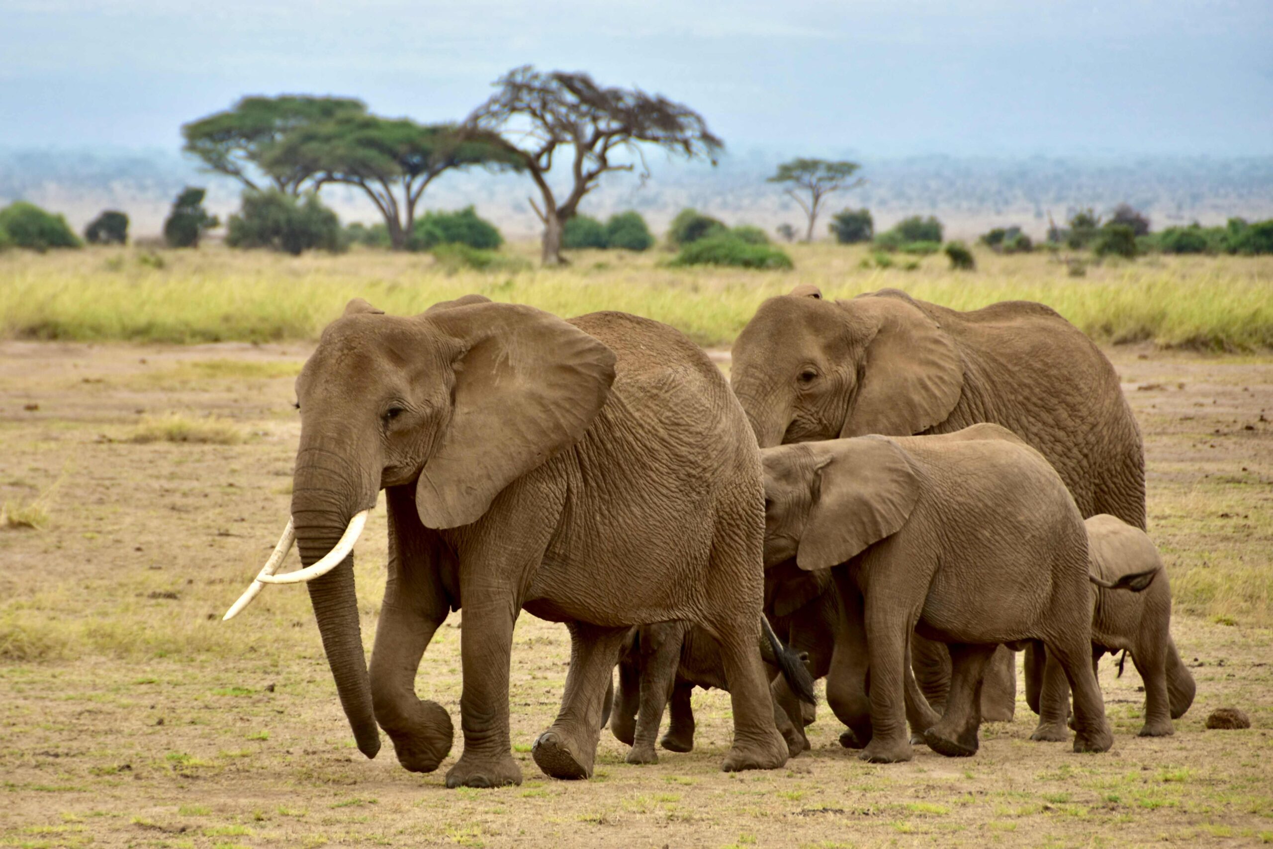 Amboseli 6