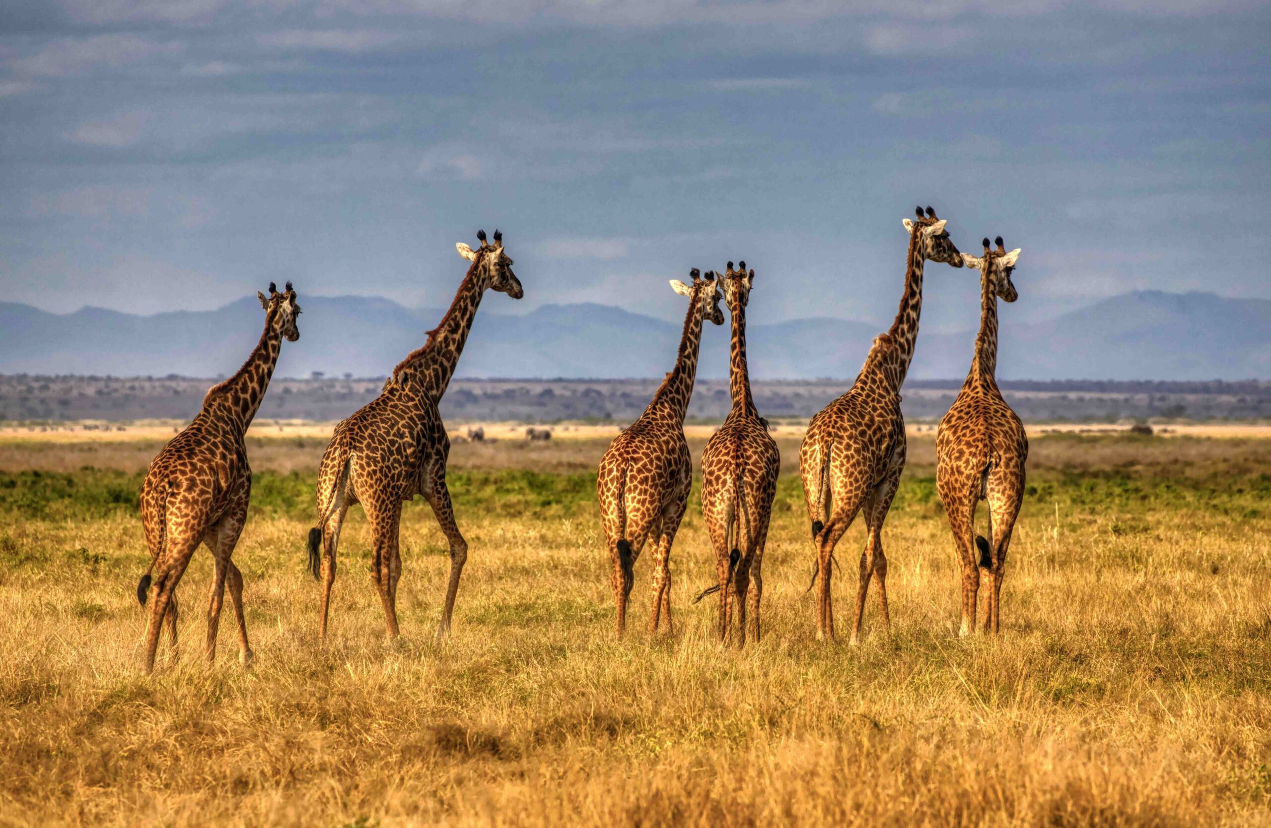 Amboseli 9