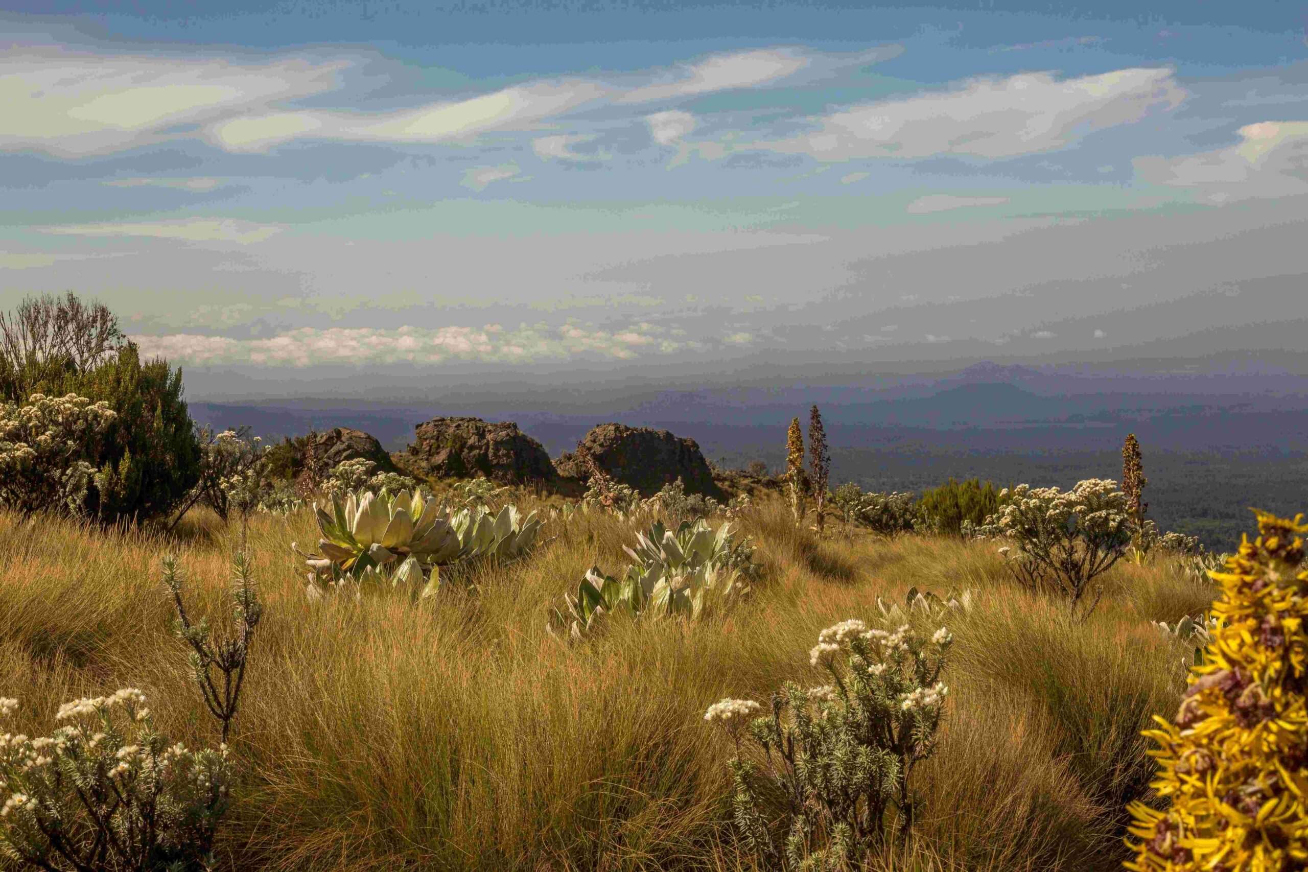 Mount Kenya
