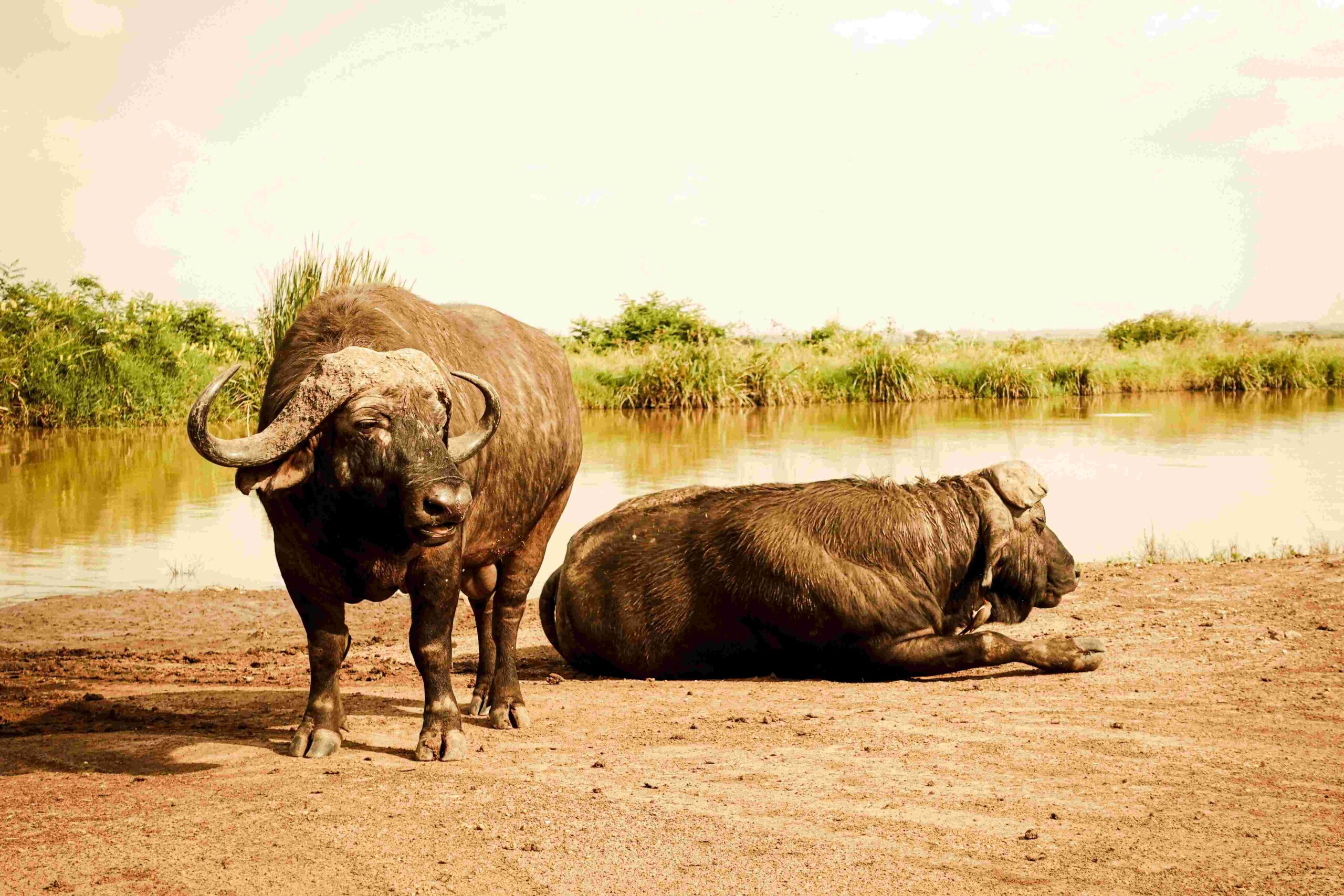 Nairobi National Park