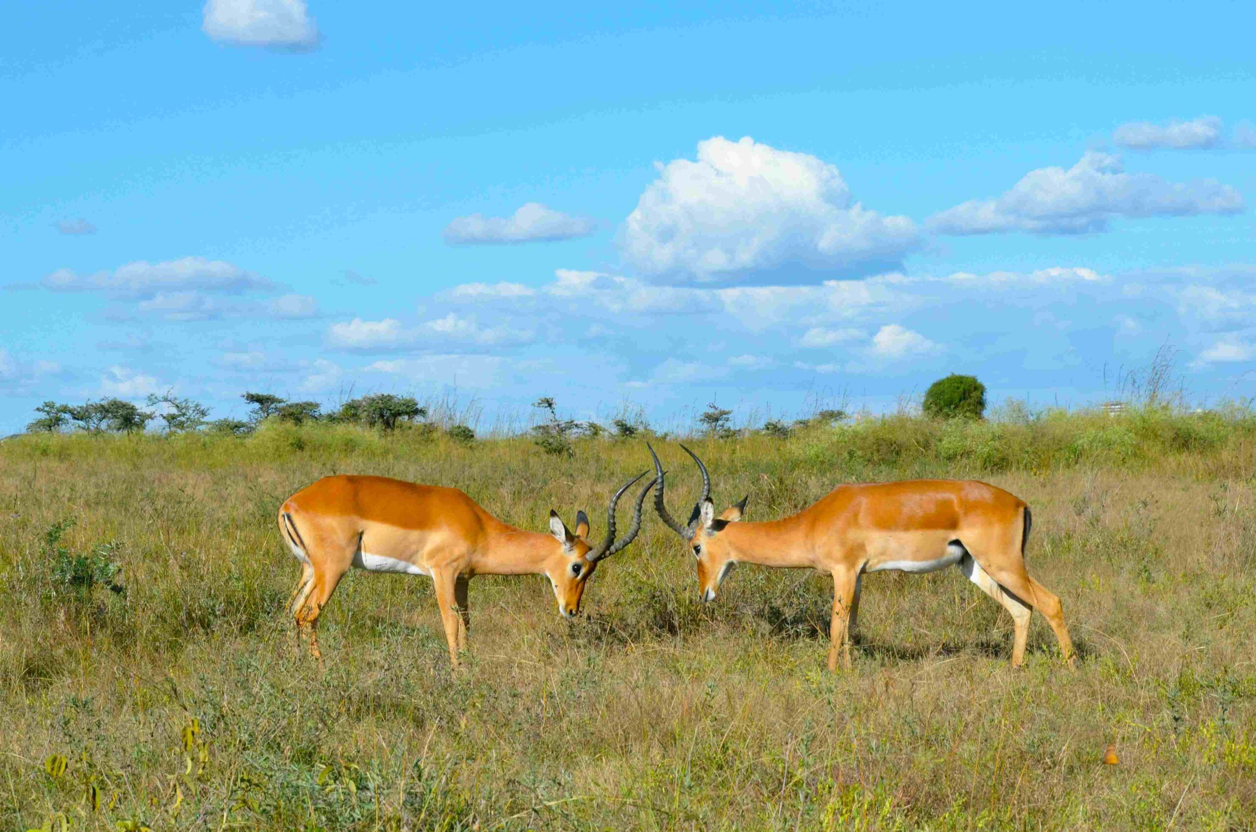 Nairobi National Park5