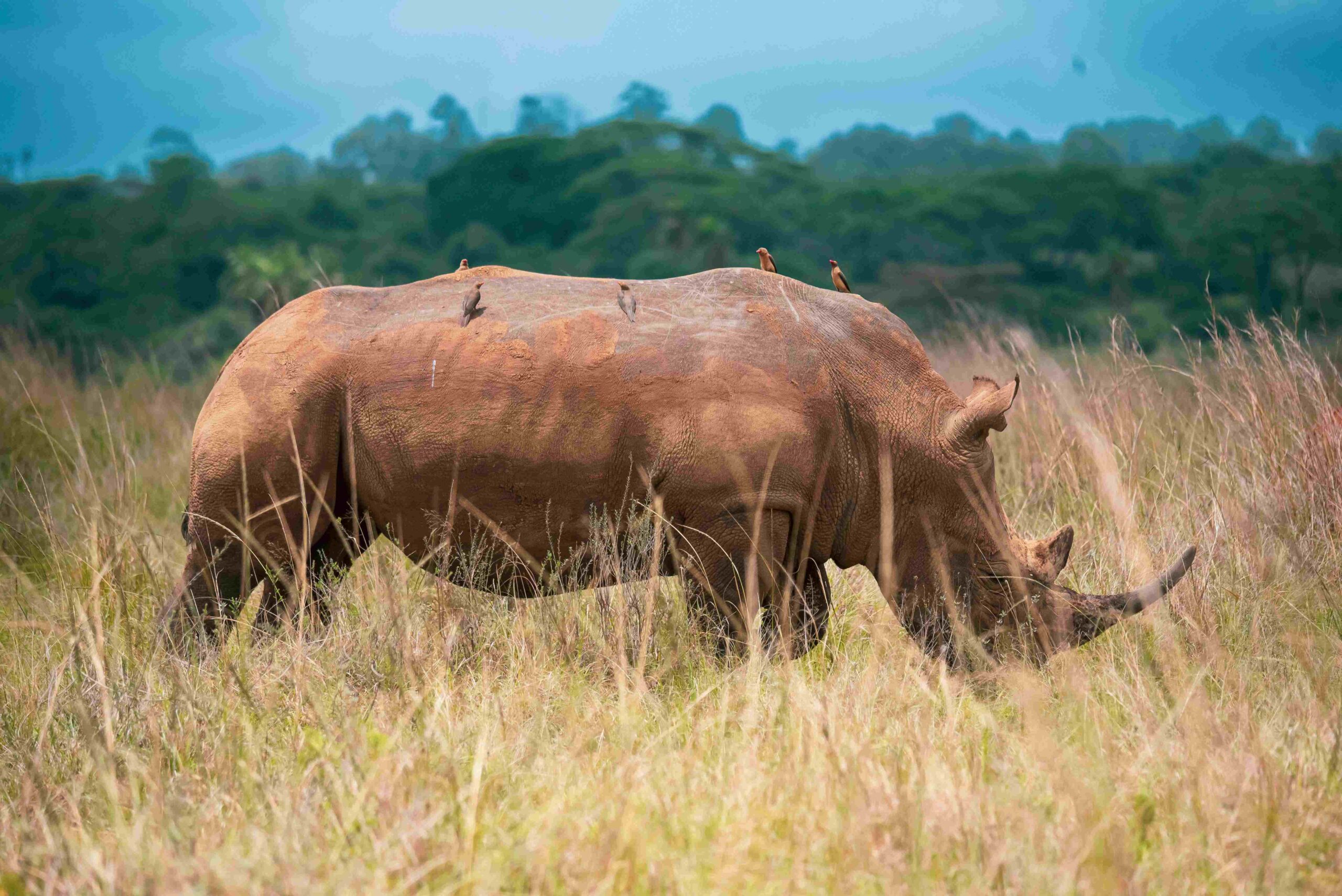 Nairobi National Park82