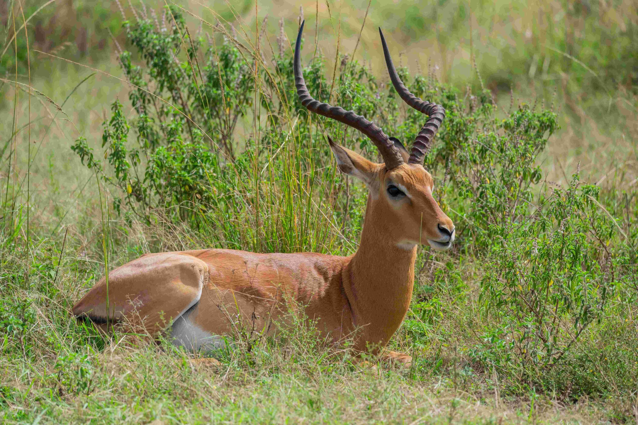 Nairobi National Park9