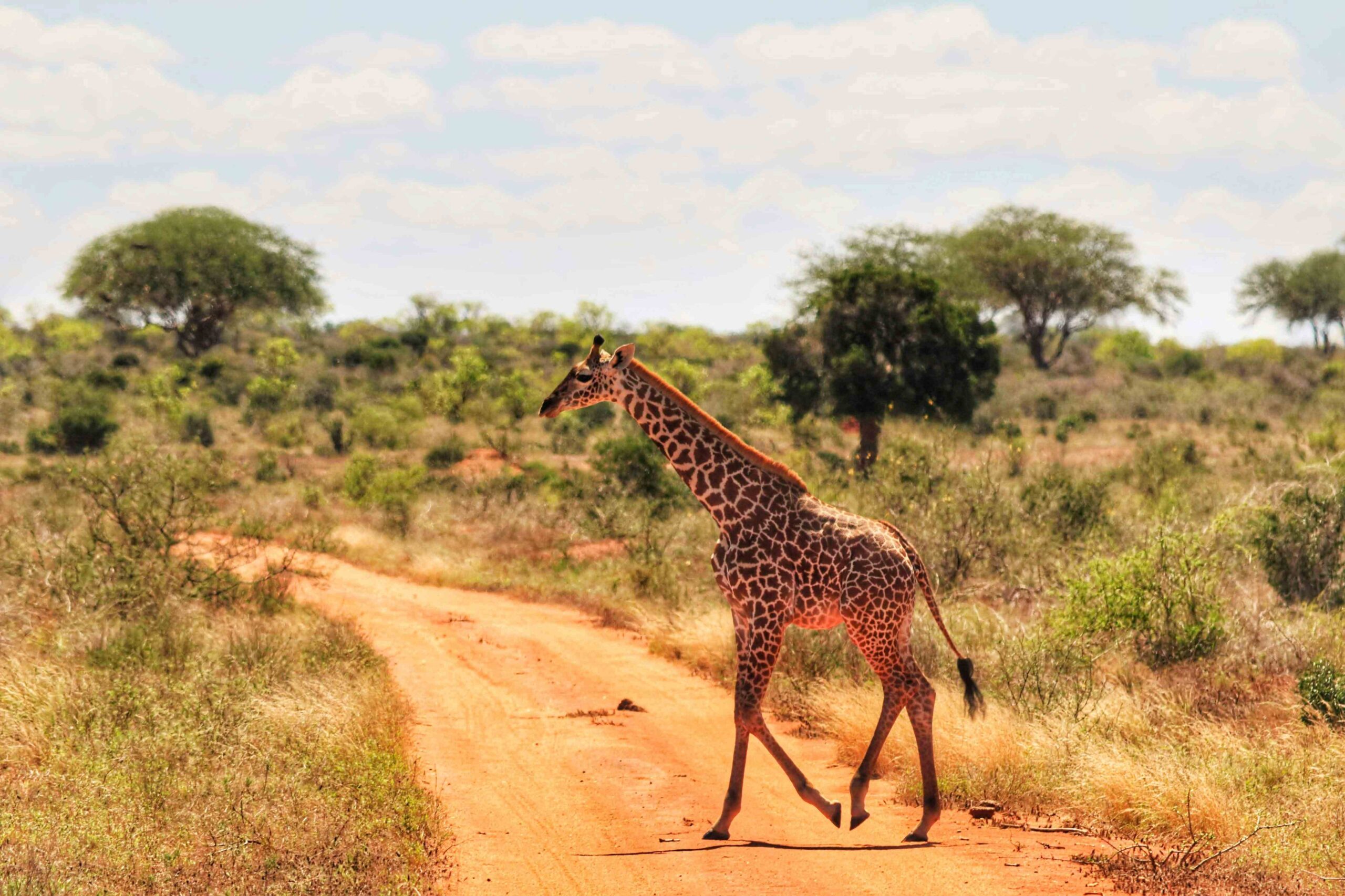 Ol Pejeta