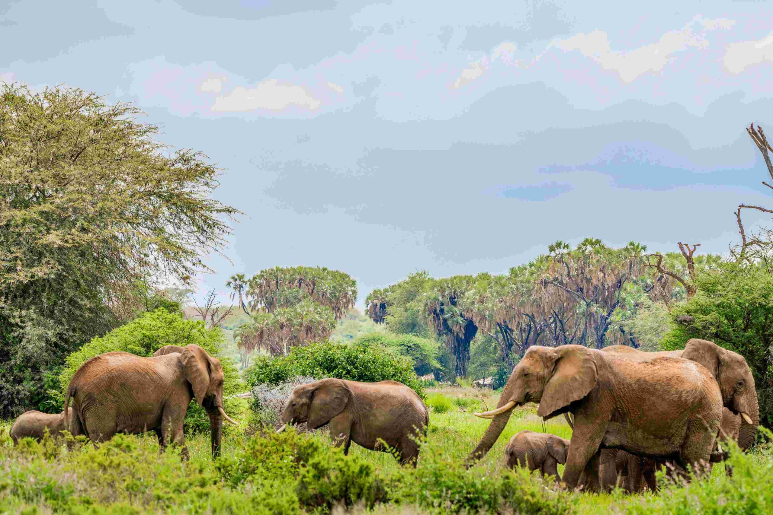 Samburu