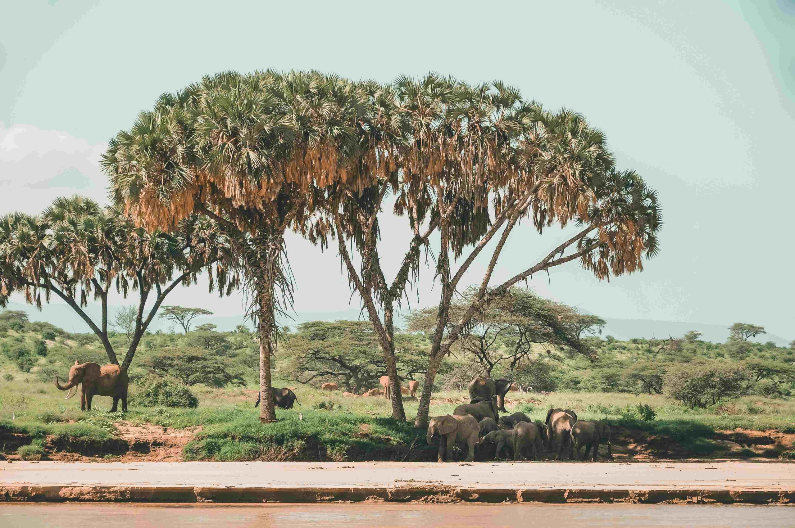 Samburu3
