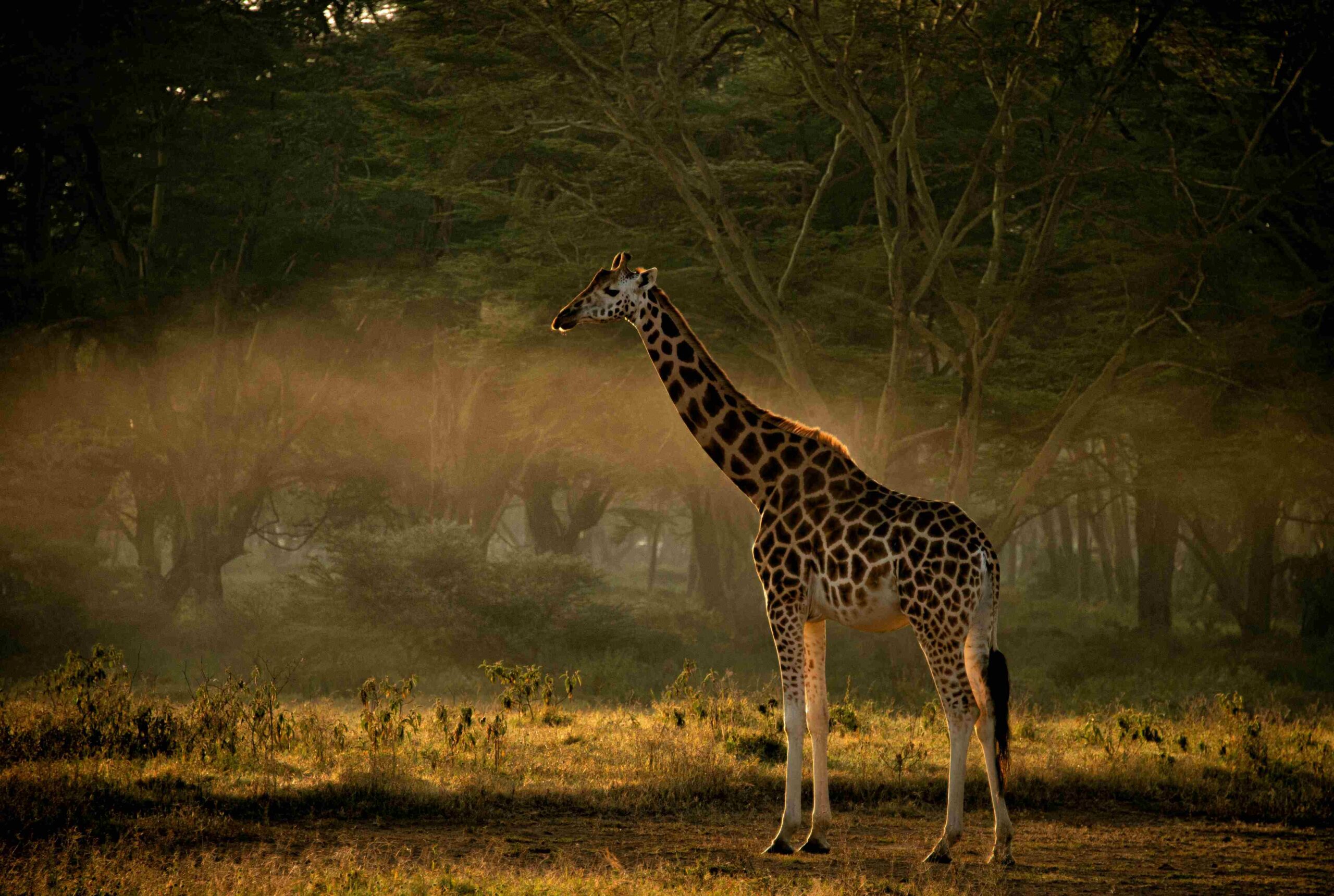 Samburu4jpg