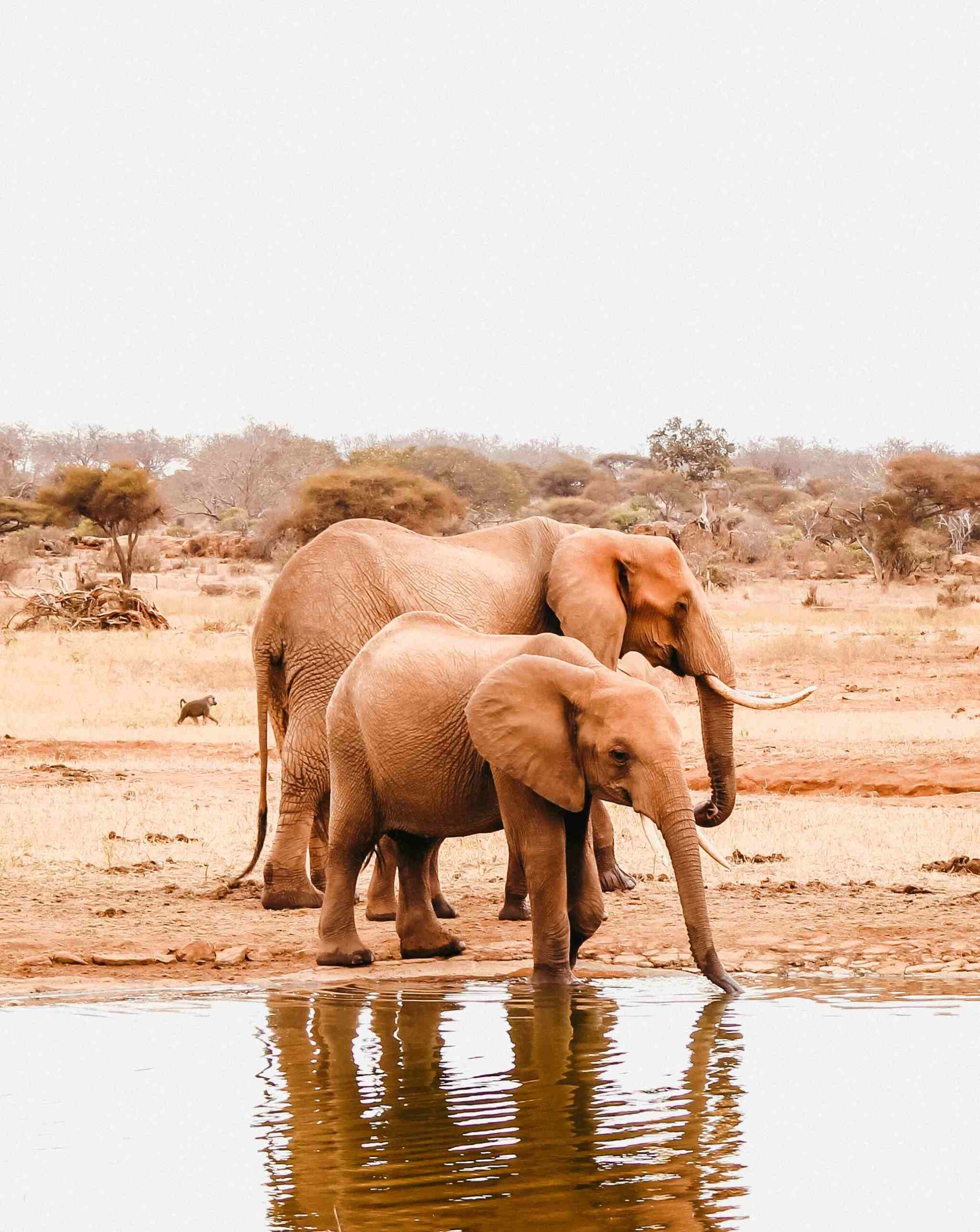 Tsavo National Park