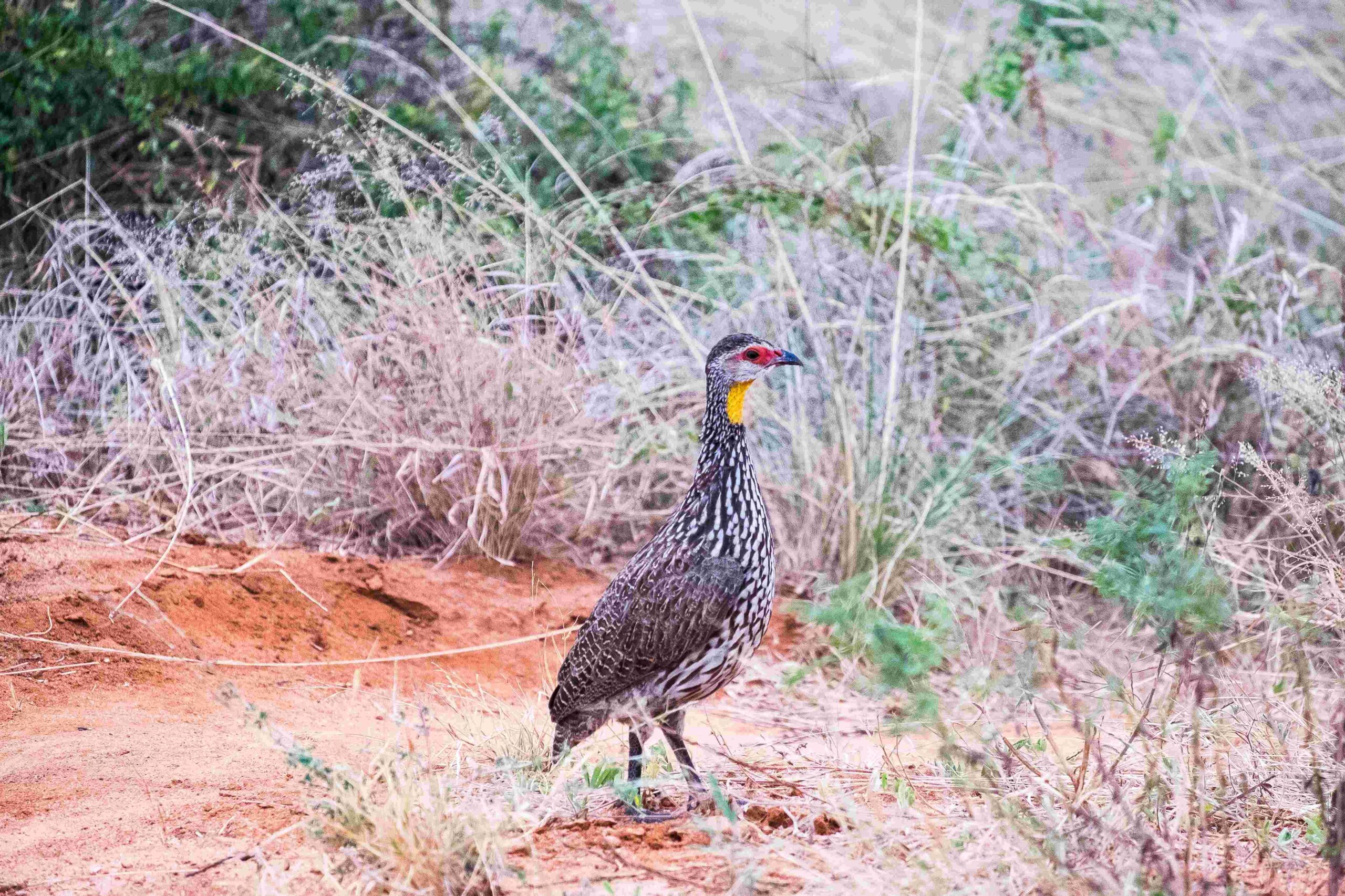 Tsavo6