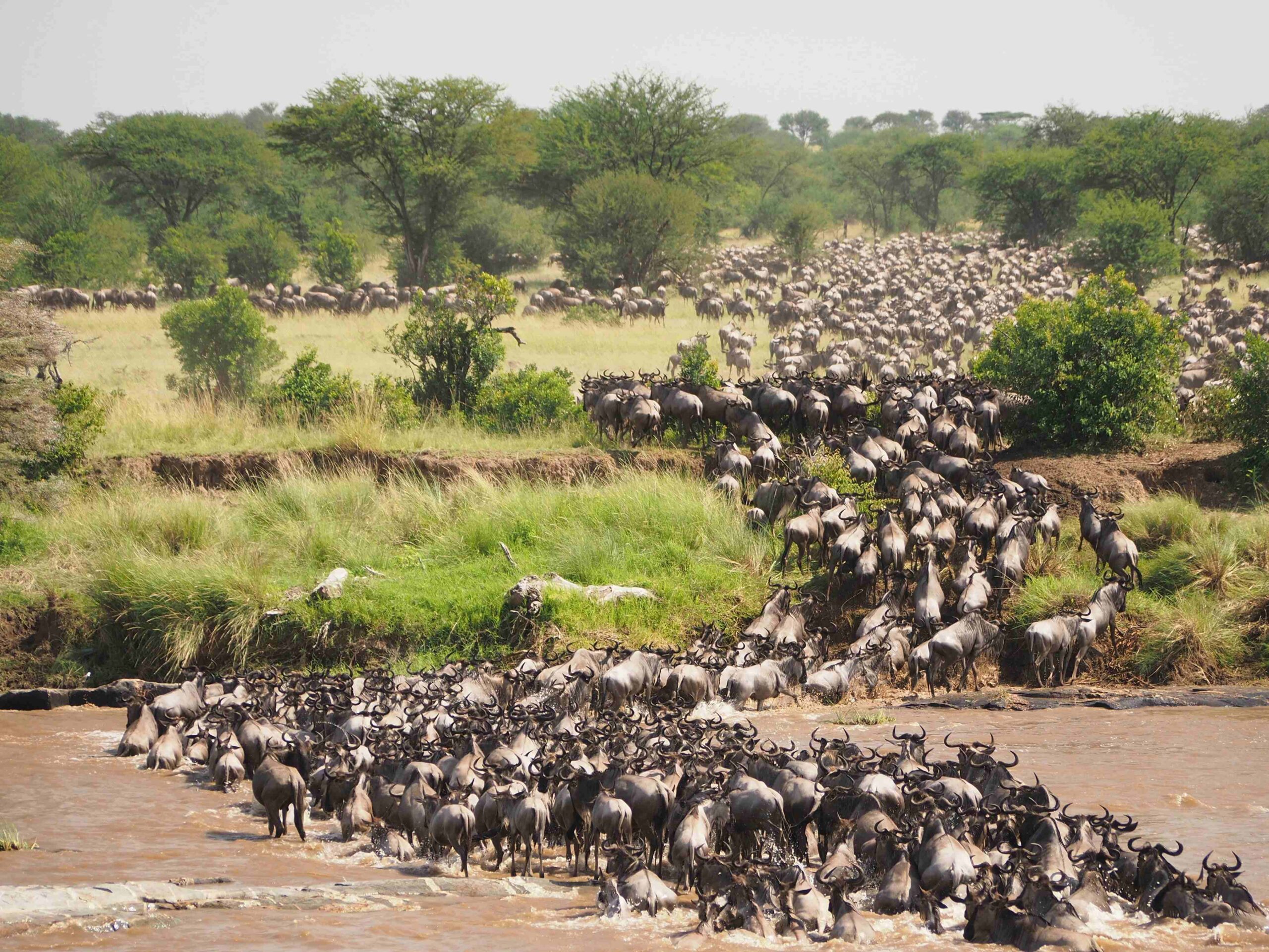 maasai mara2