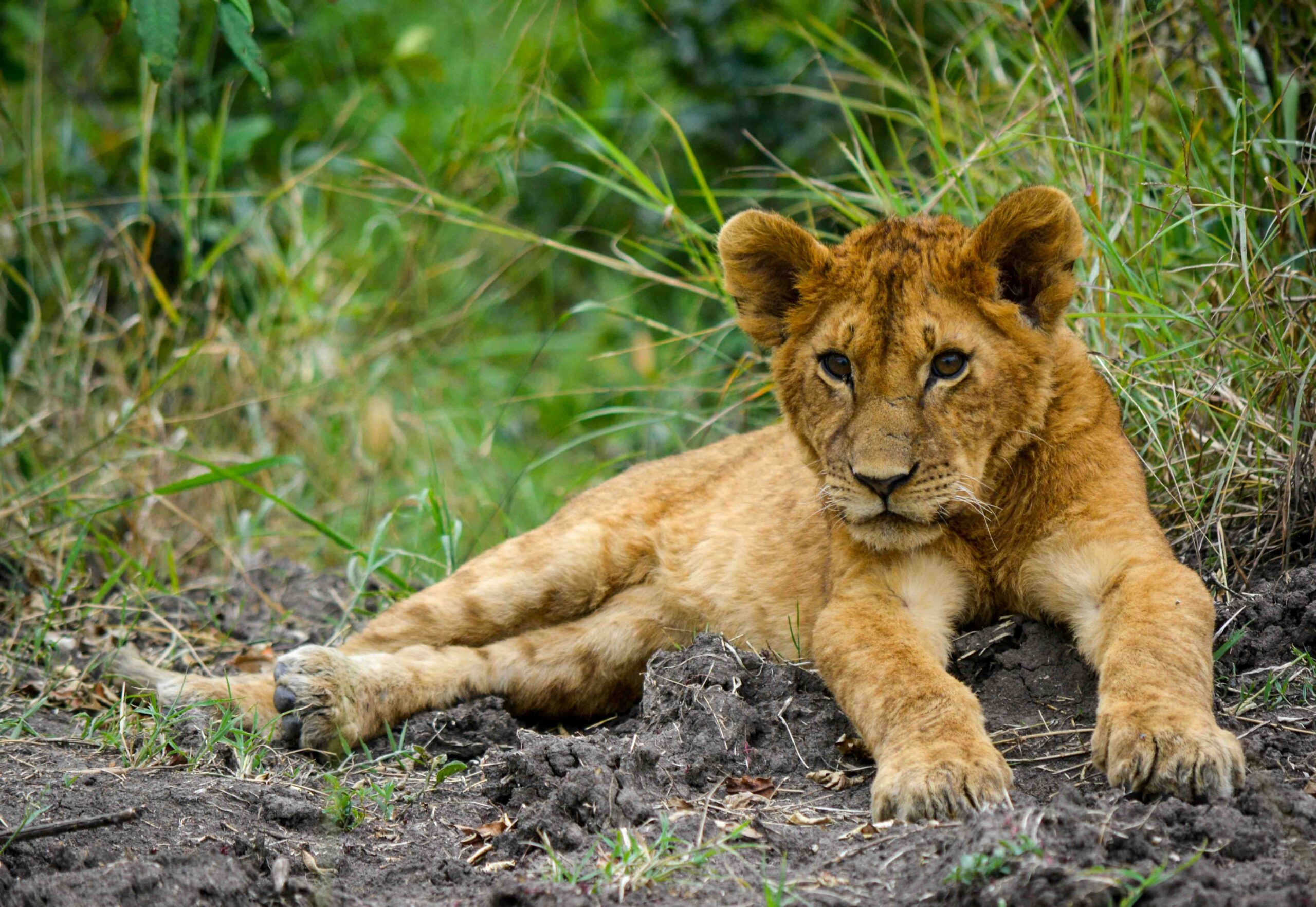 maasai mara3
