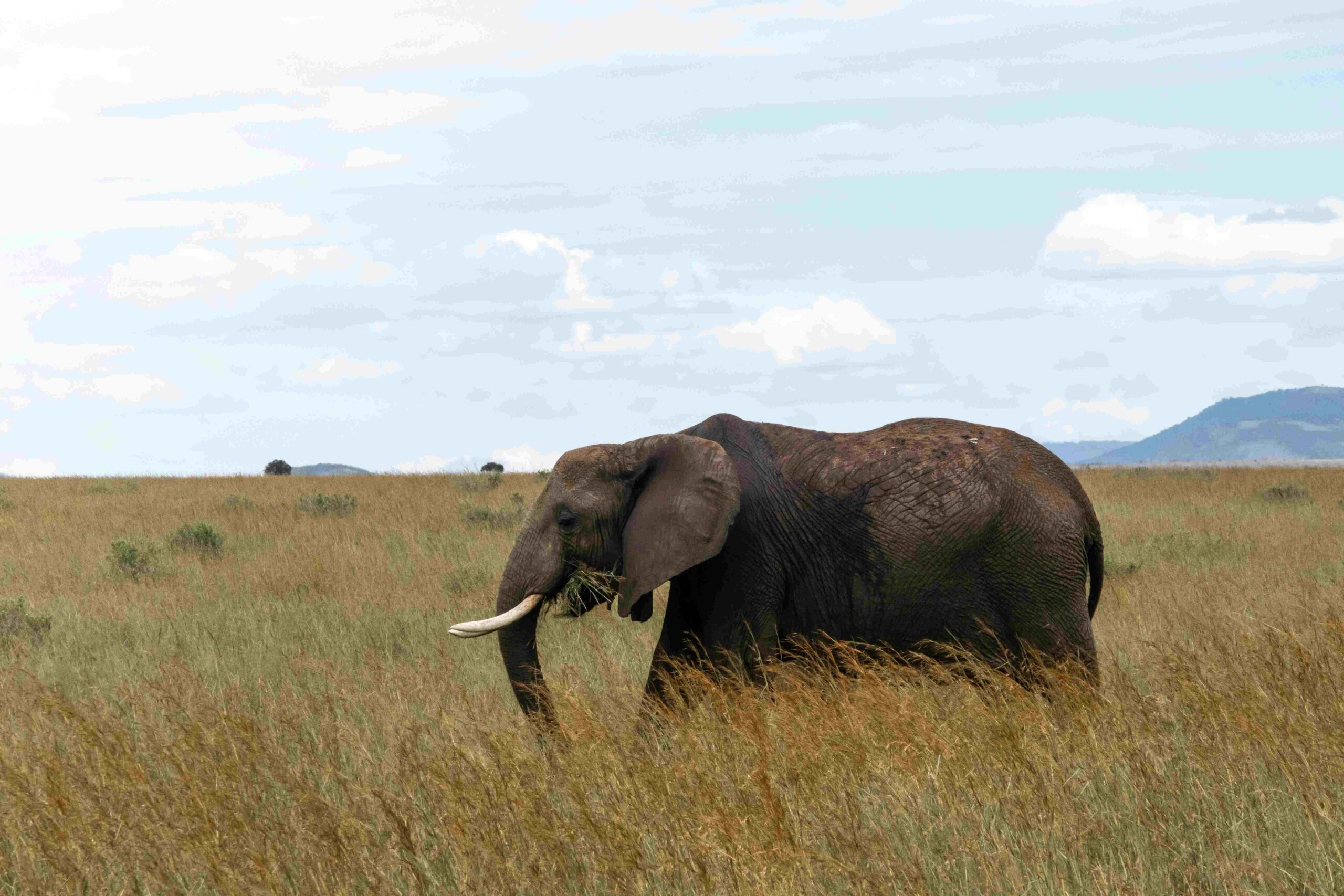 maasai mara4