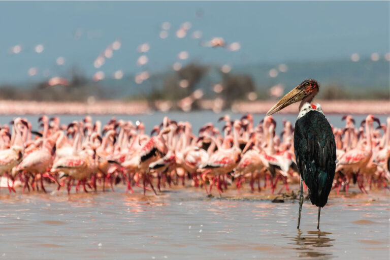 Why Naivasha Is Kenya’s Lakeside Escape